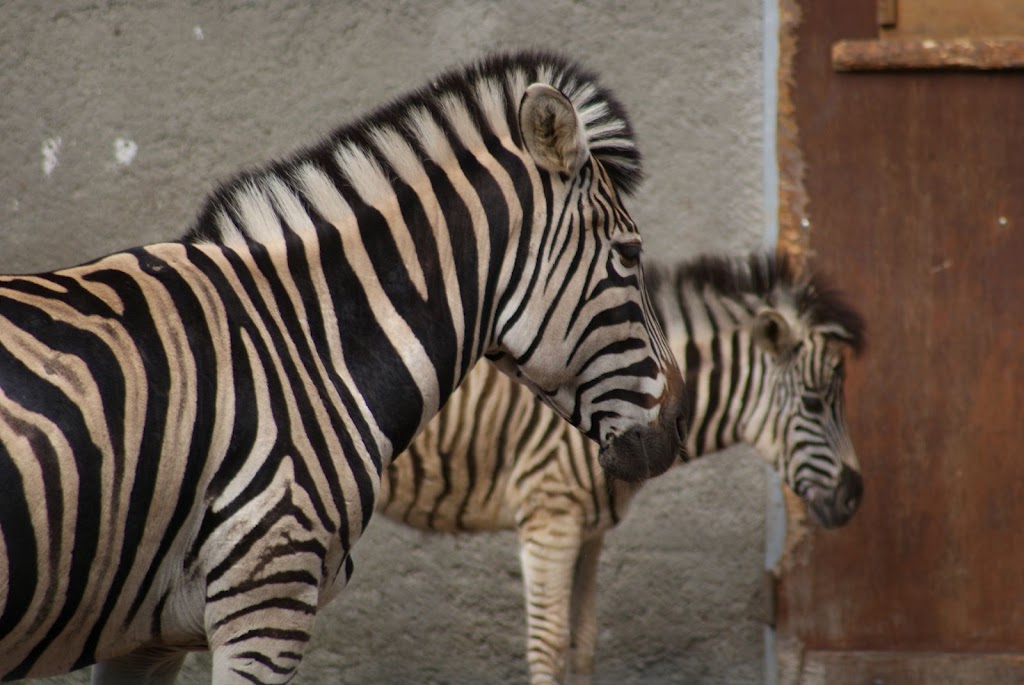 Zoo de Maubeuge 29 Août 2010 (49)