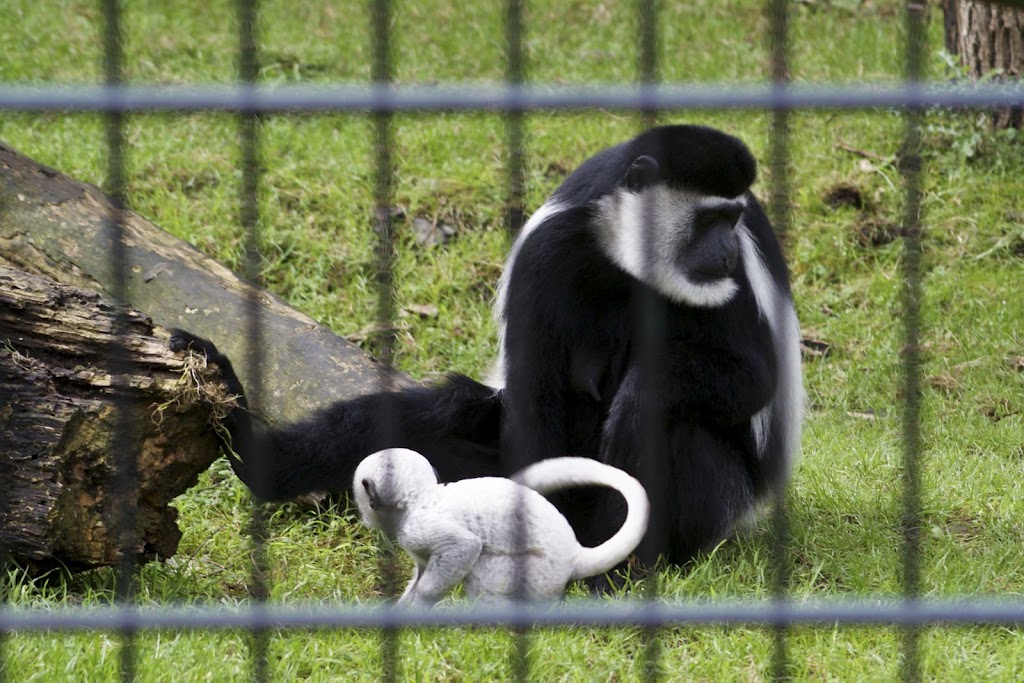 Zoo de Maubeuge 29 Août 2010 (50)