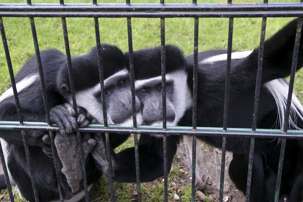 Zoo de Maubeuge 29 Août 2010 (51)
