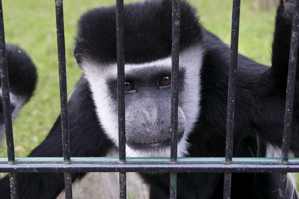Zoo de Maubeuge 29 Août 2010 (52)