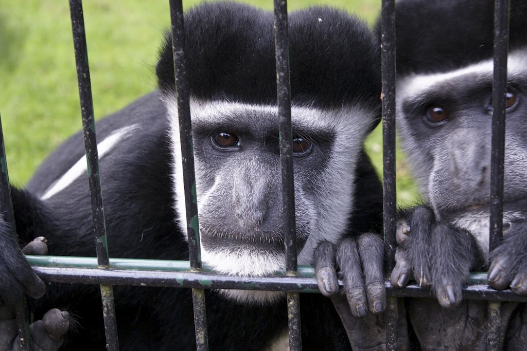 Zoo de Maubeuge 29 Août 2010 (53)