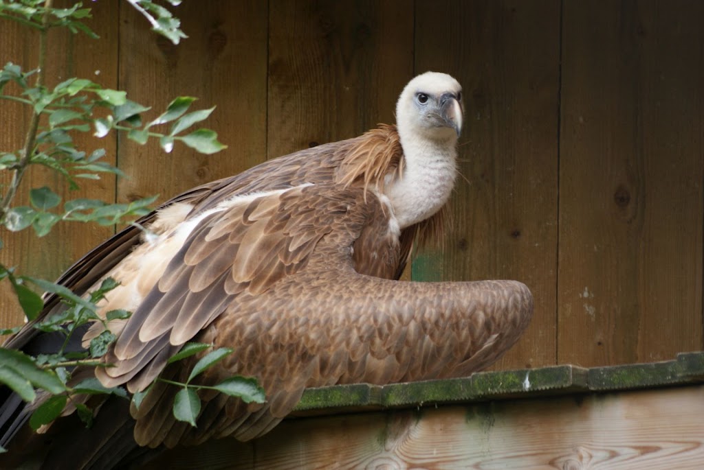 Zoo de Maubeuge 29 Août 2010 (54)
