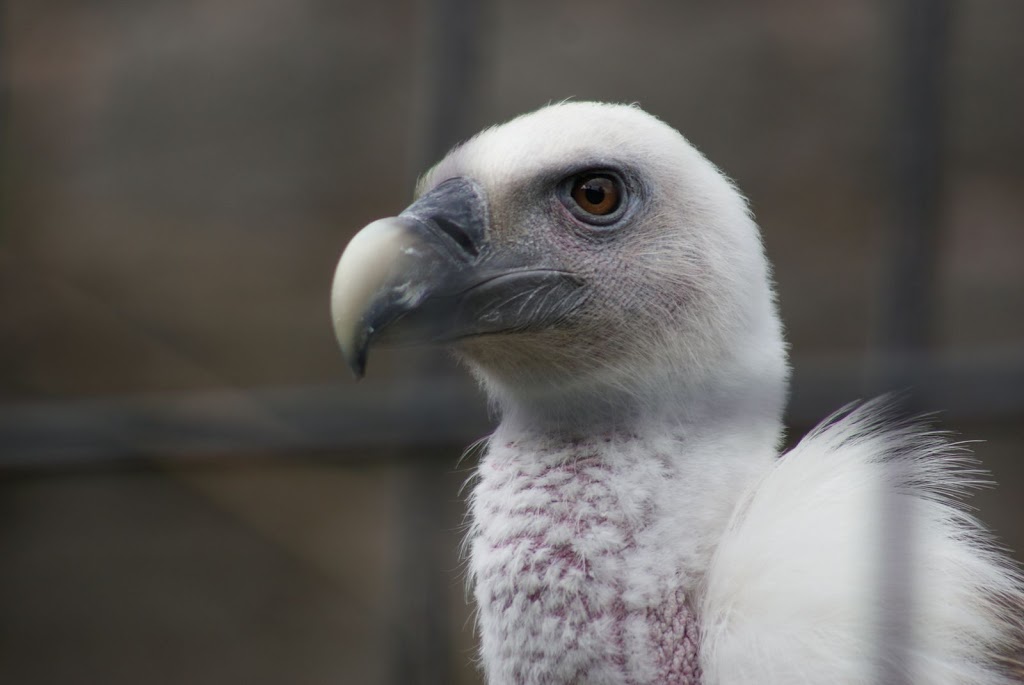 Zoo de Maubeuge 29 Août 2010 (55)