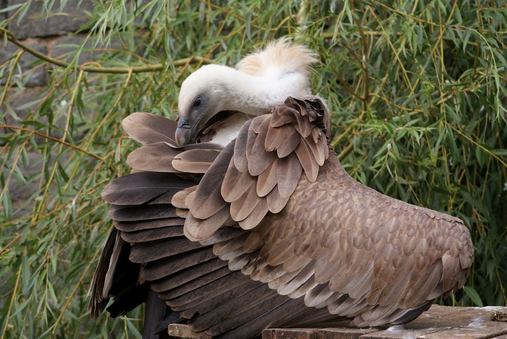 Zoo de Maubeuge 29 Août 2010 (56)