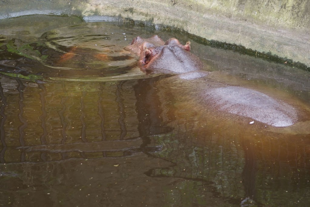 Zoo de Maubeuge 29 Août 2010 (57)