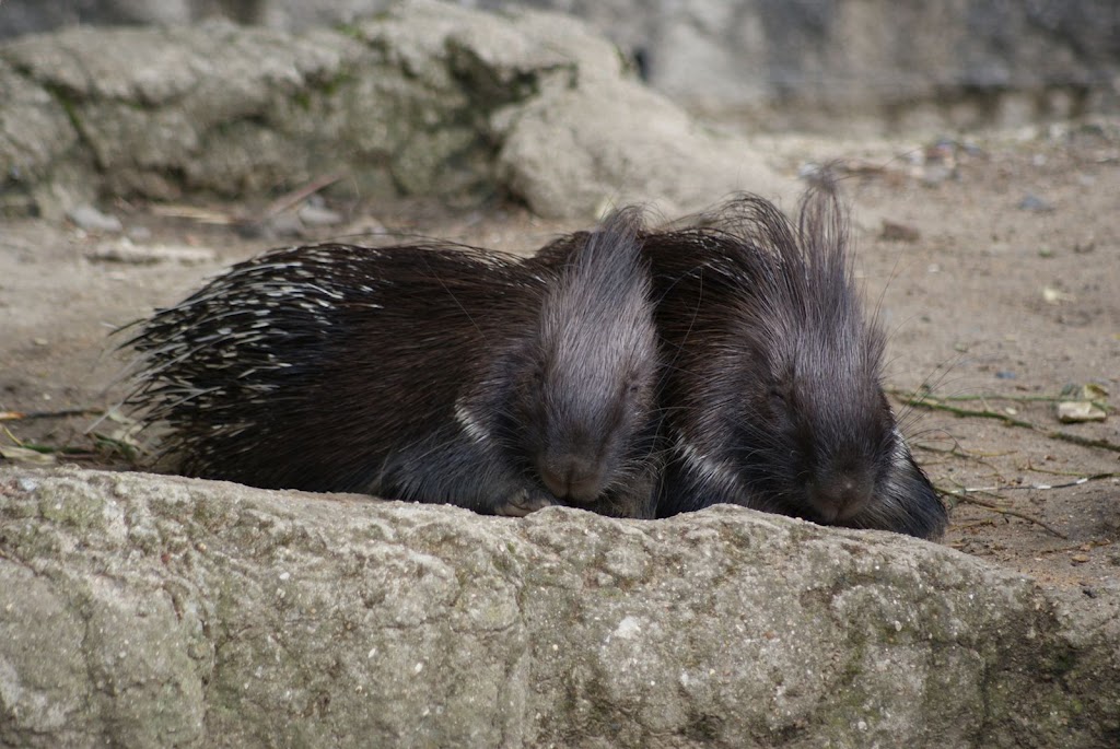 Zoo de Maubeuge 29 Août 2010 (59)