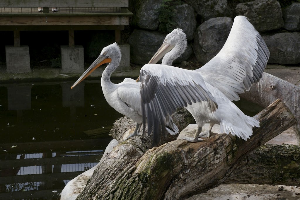 Zoo de Maubeuge 29 Août 2010 (6)