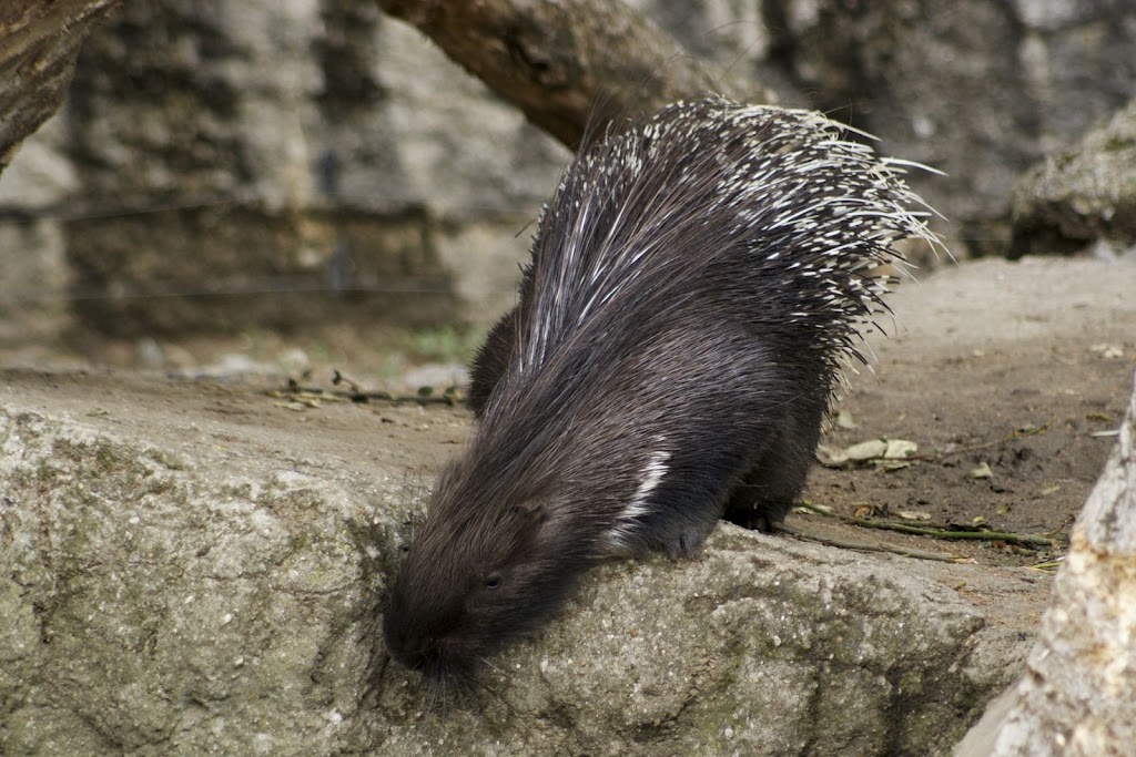 Zoo de Maubeuge 29 Août 2010 (60)