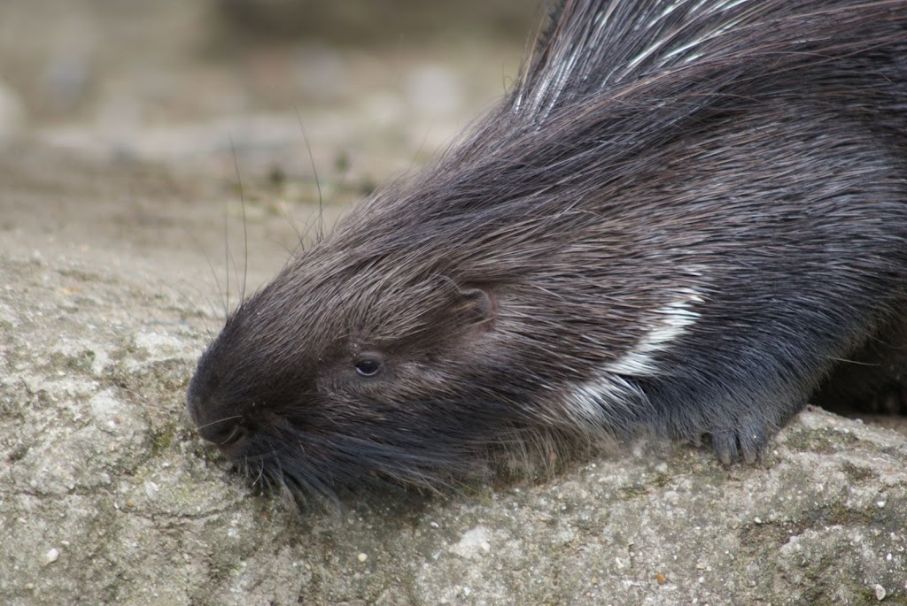 Zoo de Maubeuge 29 Août 2010 (61)