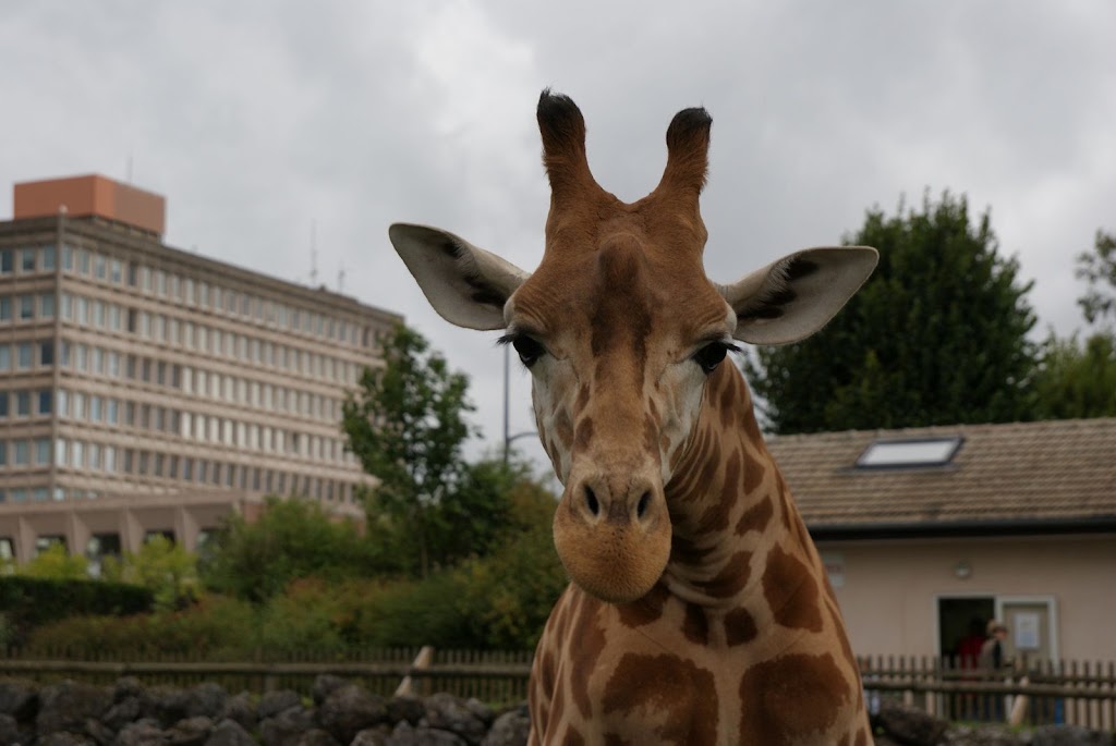 Zoo de Maubeuge 29 Août 2010 (62)