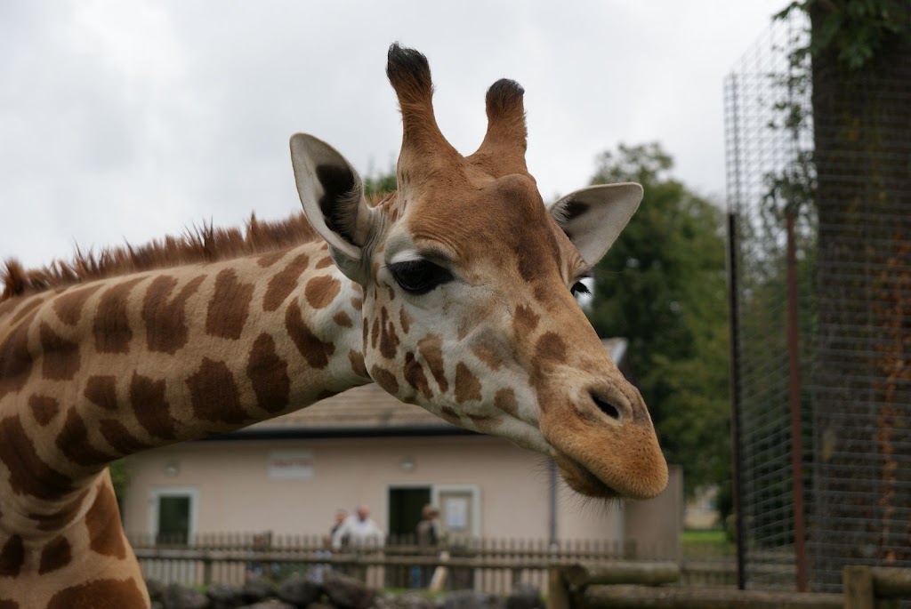 Zoo de Maubeuge 29 Août 2010 (63)