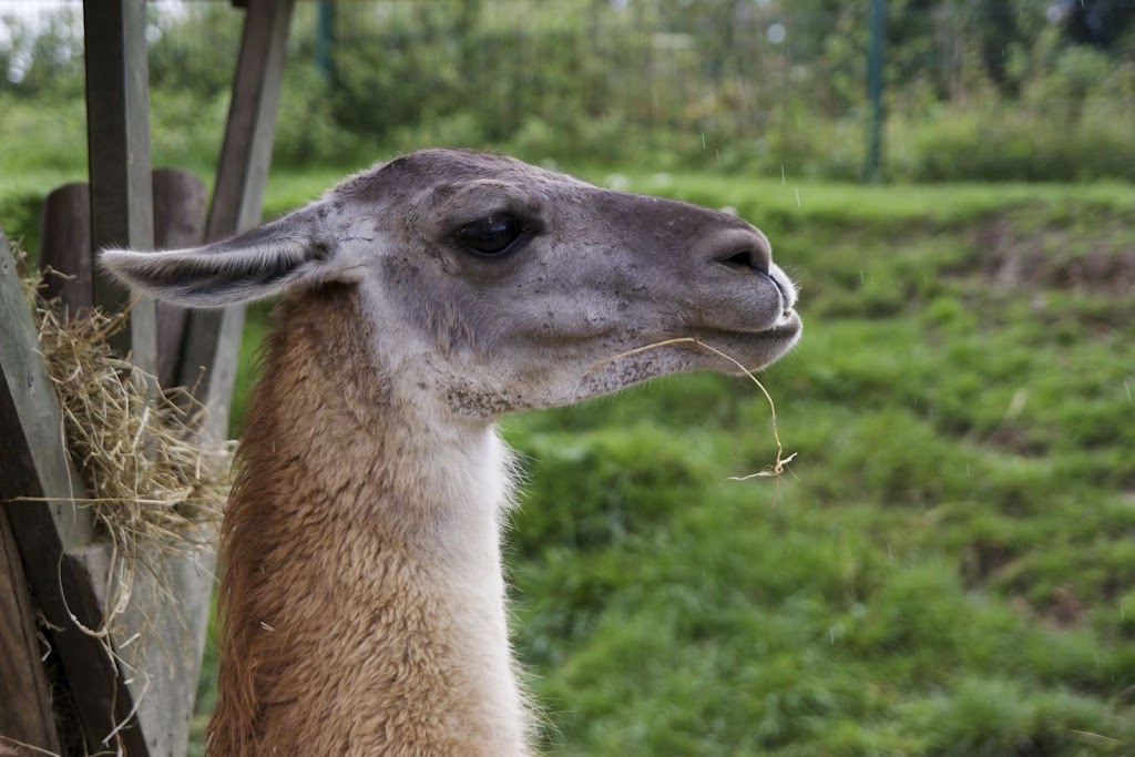 Zoo de Maubeuge 29 Août 2010 (64)