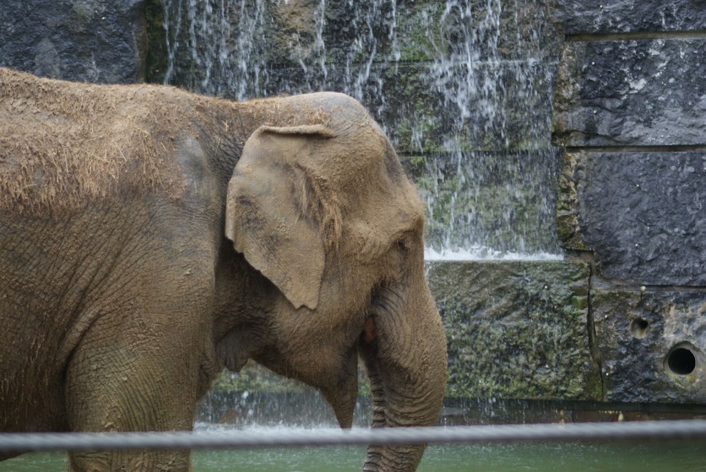 Zoo de Maubeuge 29 Août 2010 (66)