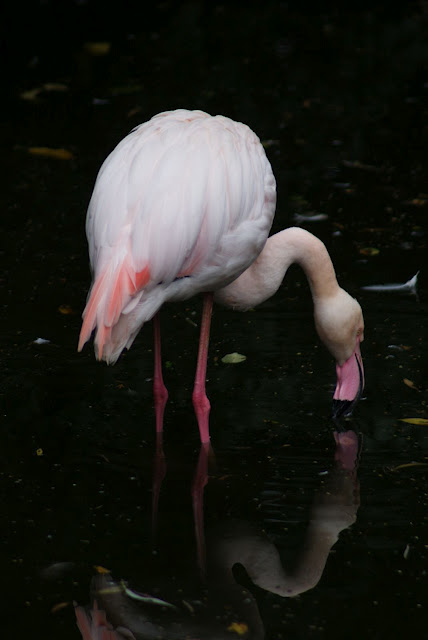 Zoo de Maubeuge 29 Août 2010 (67)