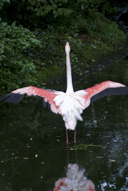 Zoo de Maubeuge 29 Août 2010 (68)
