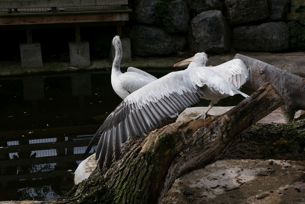 Zoo de Maubeuge 29 Août 2010 (7)