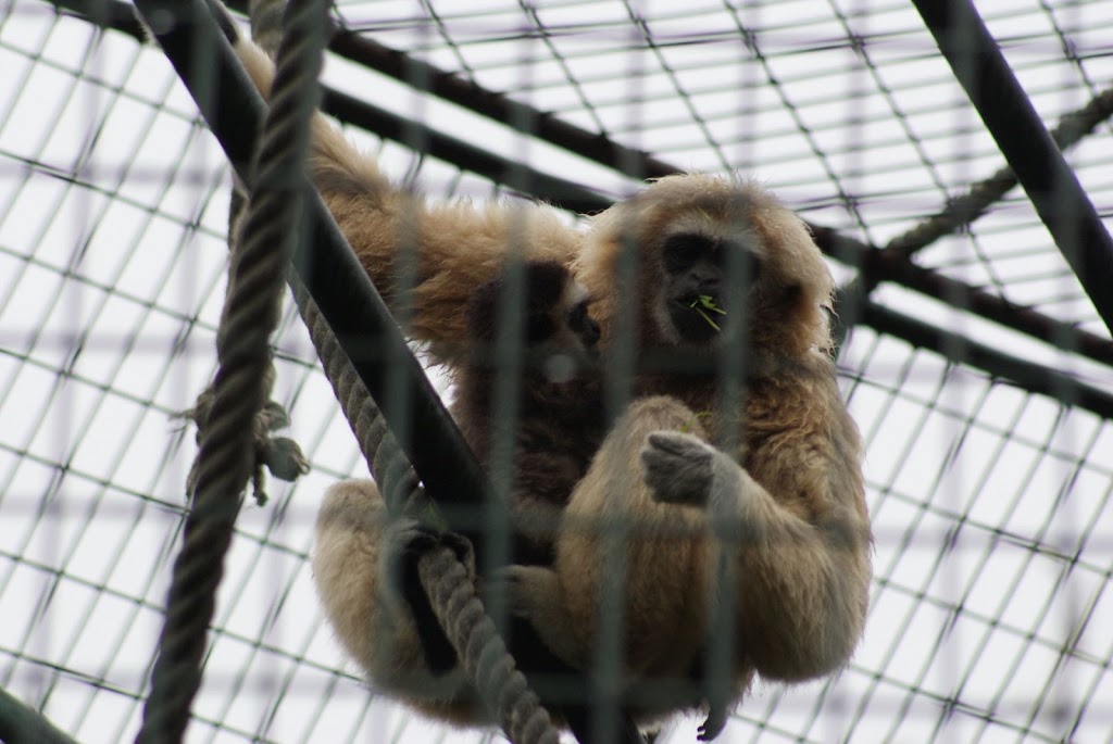 Zoo de Maubeuge 29 Août 2010 (70)