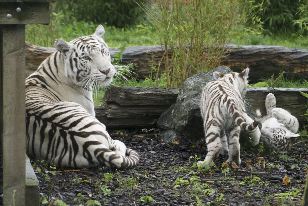 Zoo de Maubeuge 29 Août 2010 (71)