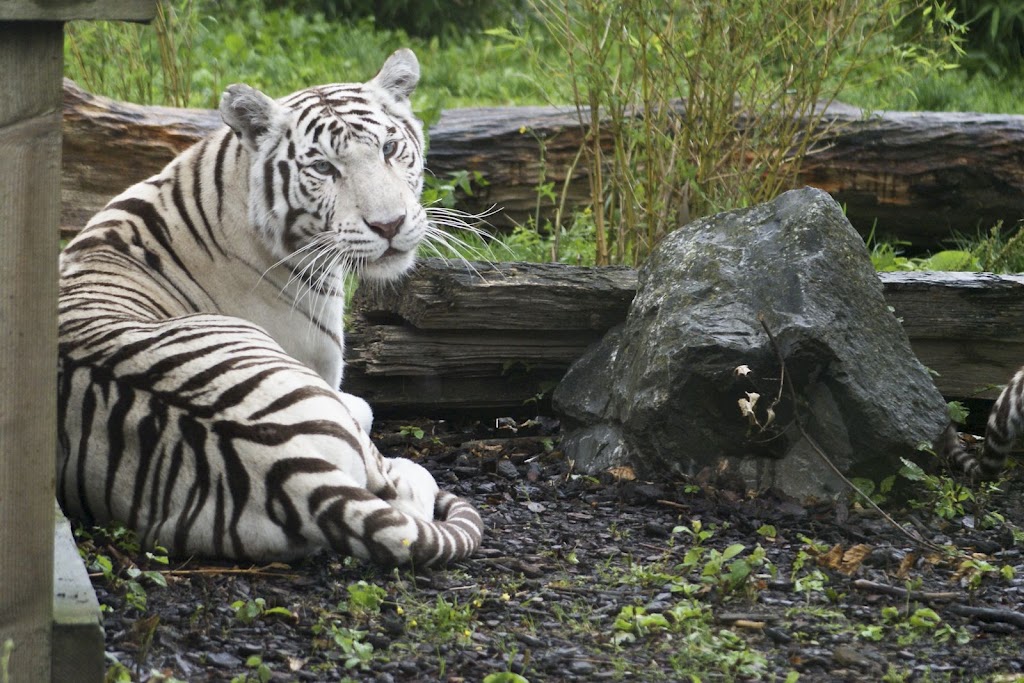 Zoo de Maubeuge 29 Août 2010 (72)