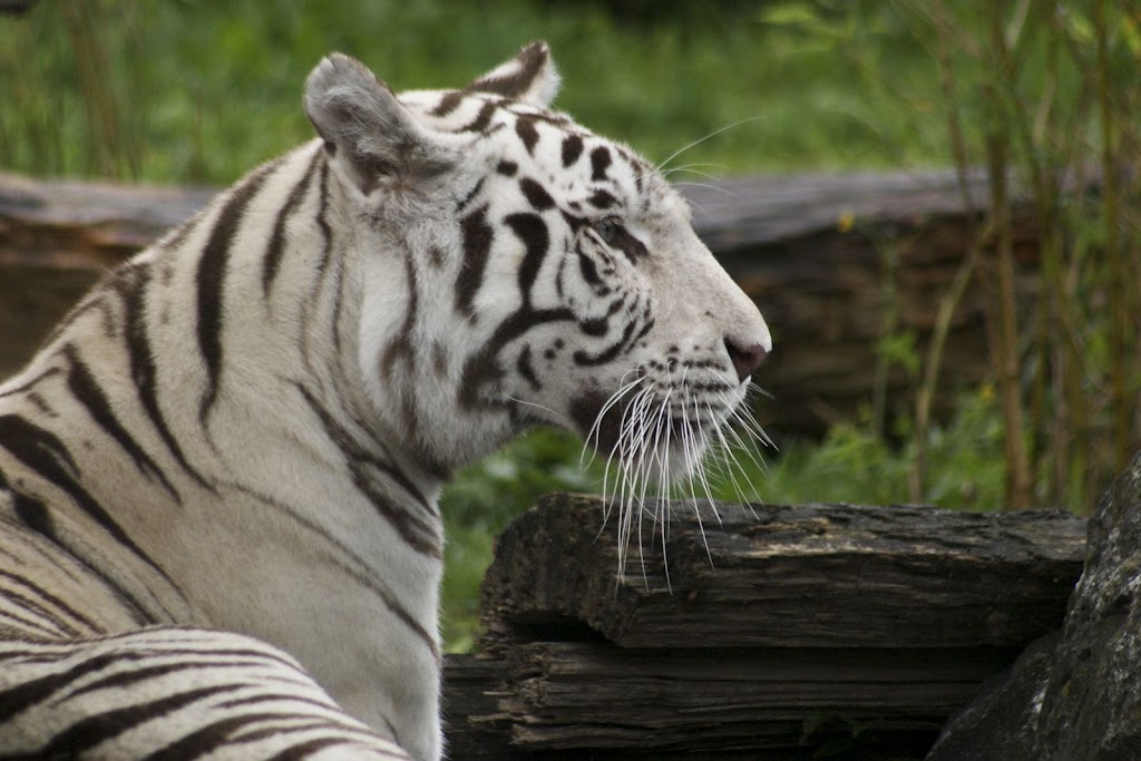 Zoo de Maubeuge 29 Août 2010 (73)