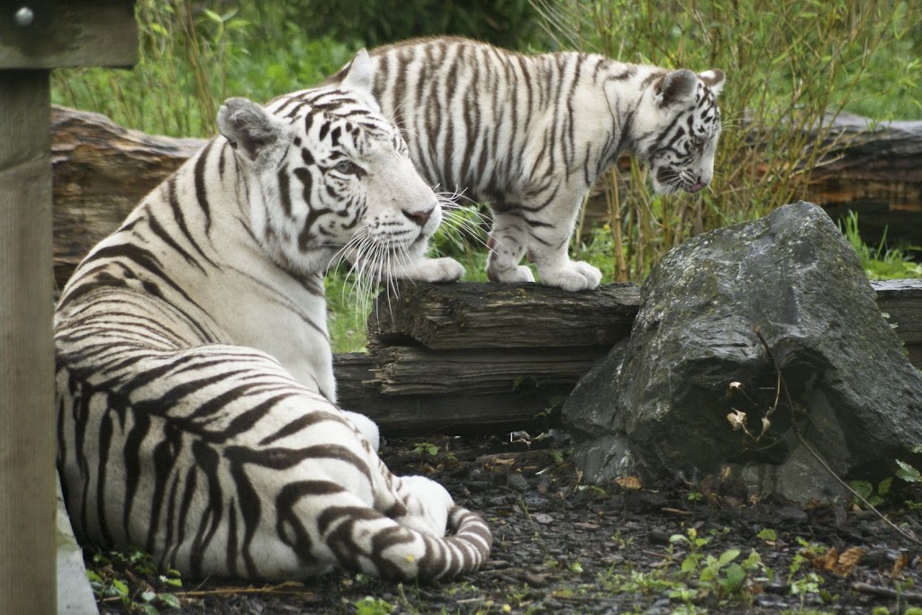 Zoo de Maubeuge 29 Août 2010 (74)