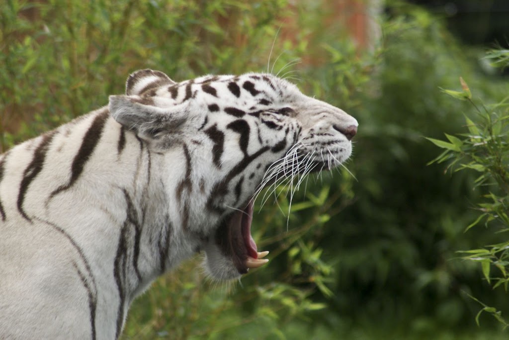 Zoo de Maubeuge 29 Août 2010 (75)