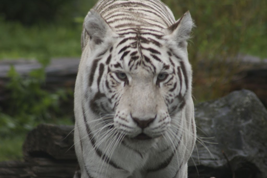 Zoo de Maubeuge 29 Août 2010 (77)