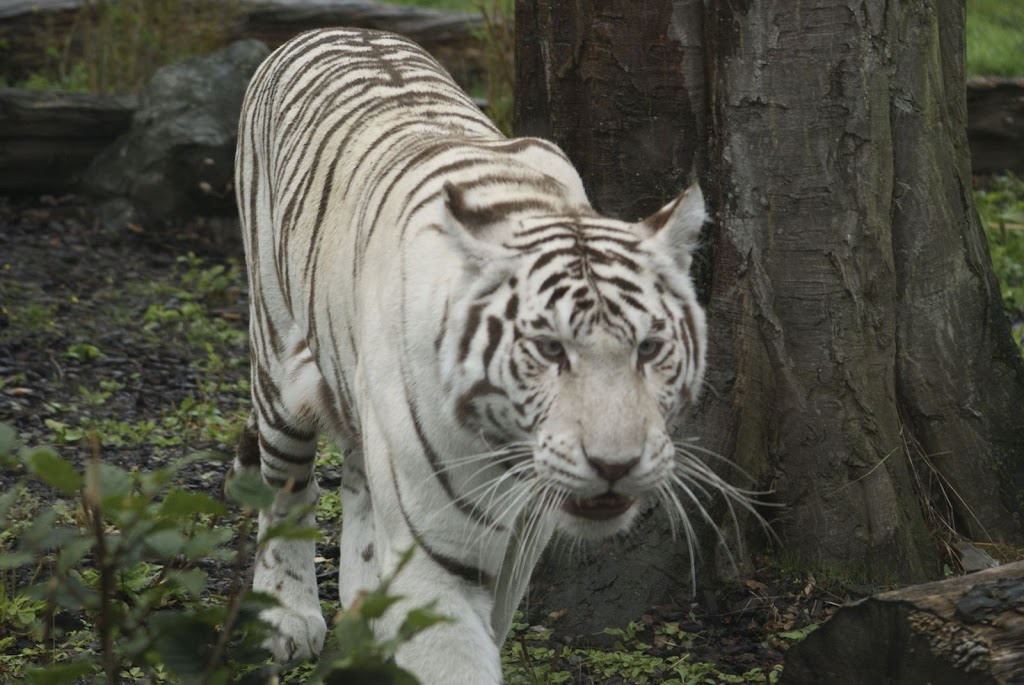Zoo de Maubeuge 29 Août 2010 (78)