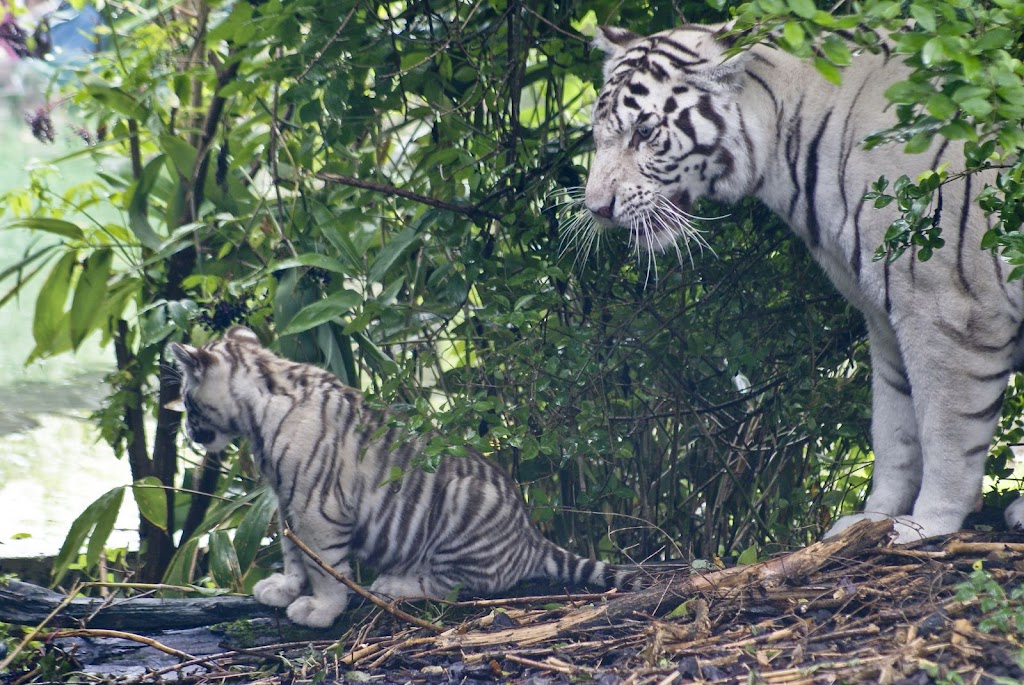 Zoo de Maubeuge 29 Août 2010 (79)