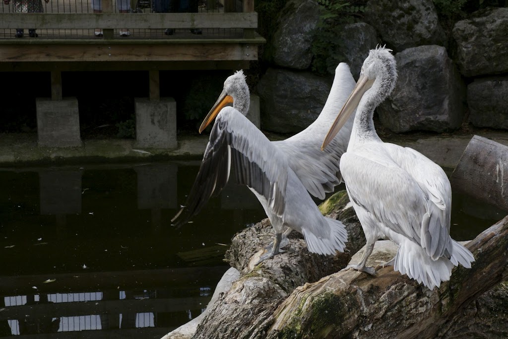 Zoo de Maubeuge 29 Août 2010 (8)