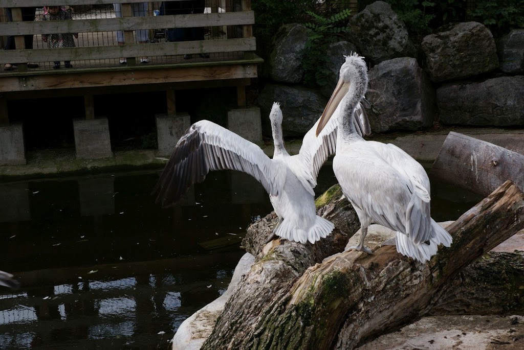 Zoo de Maubeuge 29 Août 2010 (9)